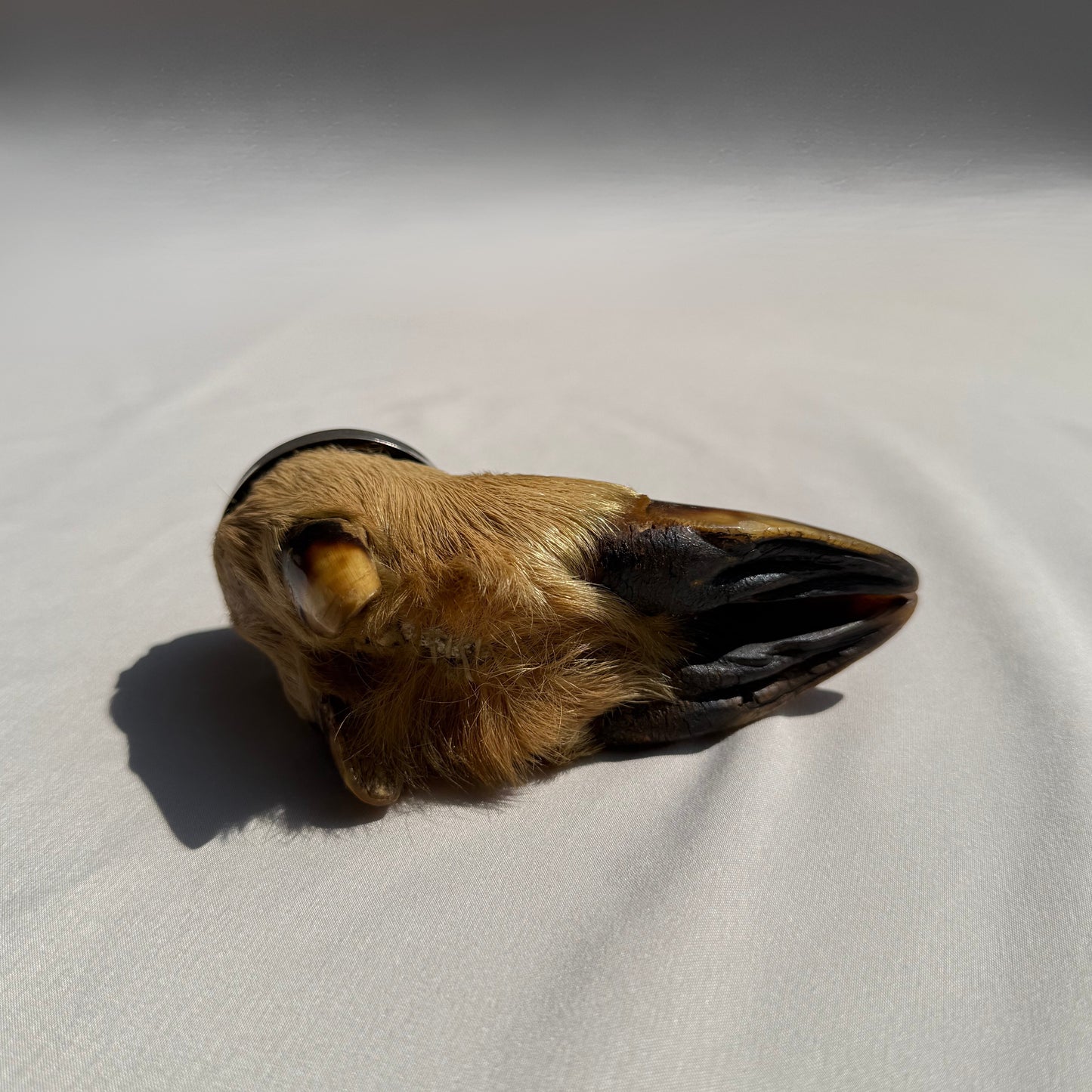 Taxidermy Deer Hoof Inkwell Victorian Era Writing Accessory